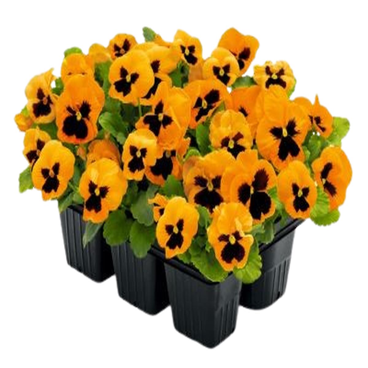 Viola wittrockiana Inspire Plus Orange Blotch
