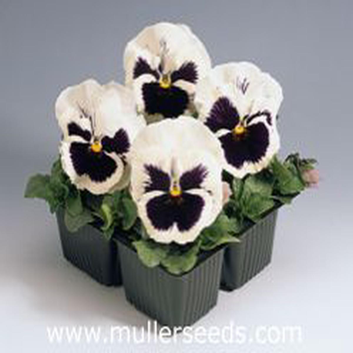 Viola wittrockiana Inspire Plus White Blotch