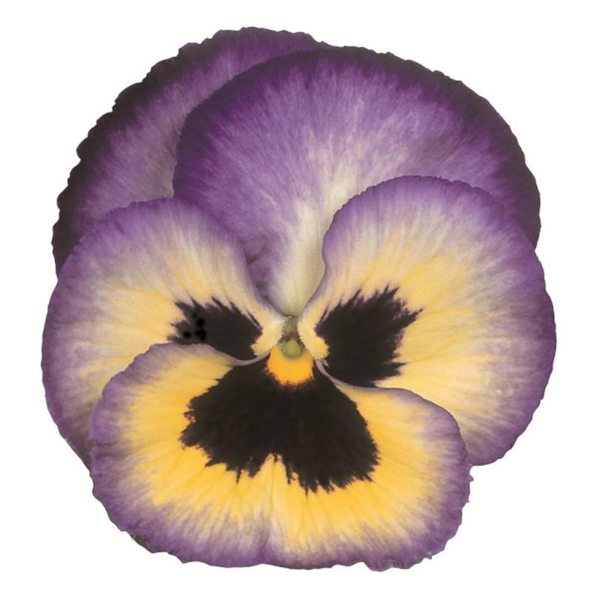 Viola wittrockiana Premier Blueberry Thrill
