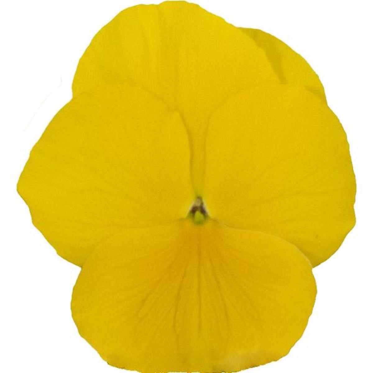 Viola wittrockiana Premier Clear Yellow