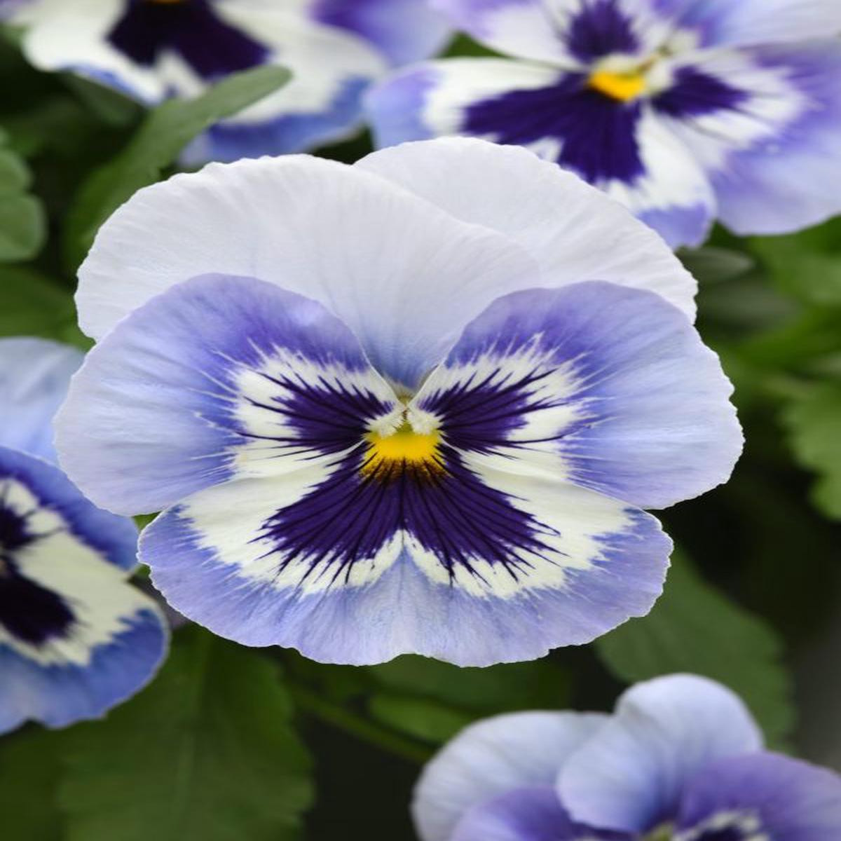 Viola wittrockiana Top Wave Marina