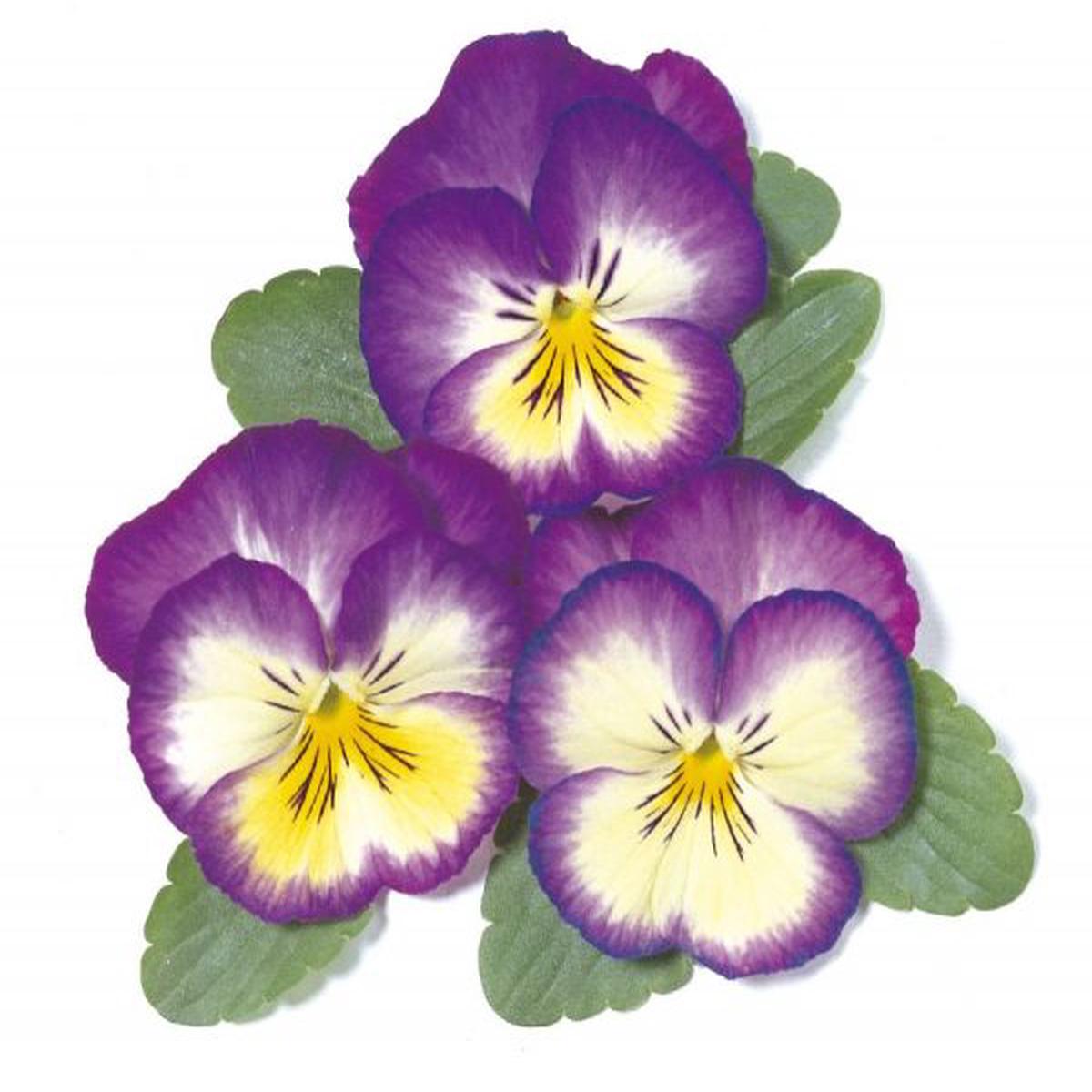 Viola wittrockiana Ultima Radiance Deep Blue
