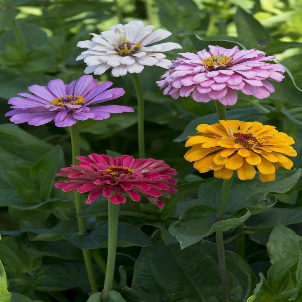 Zinnia elegans Dahlia-flowered Field Grown Mixture