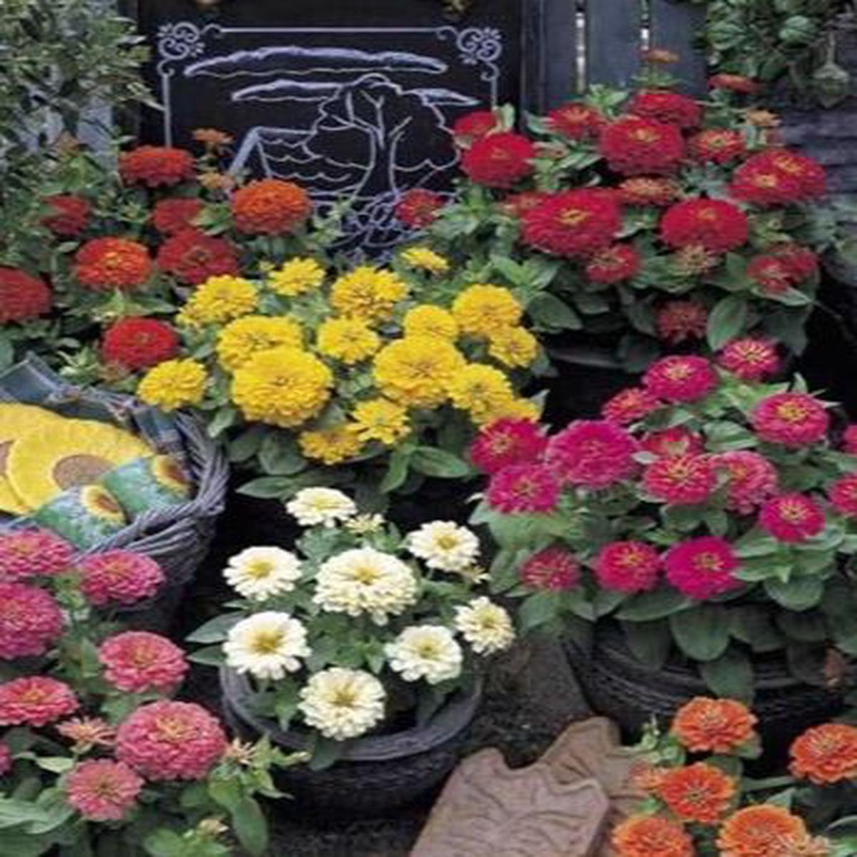 Zinnia elegans Dreamland Mix