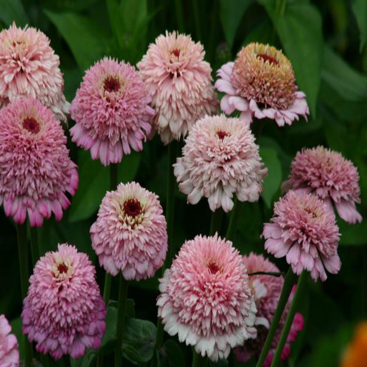 Zinnia elegans Zinderella Lilac