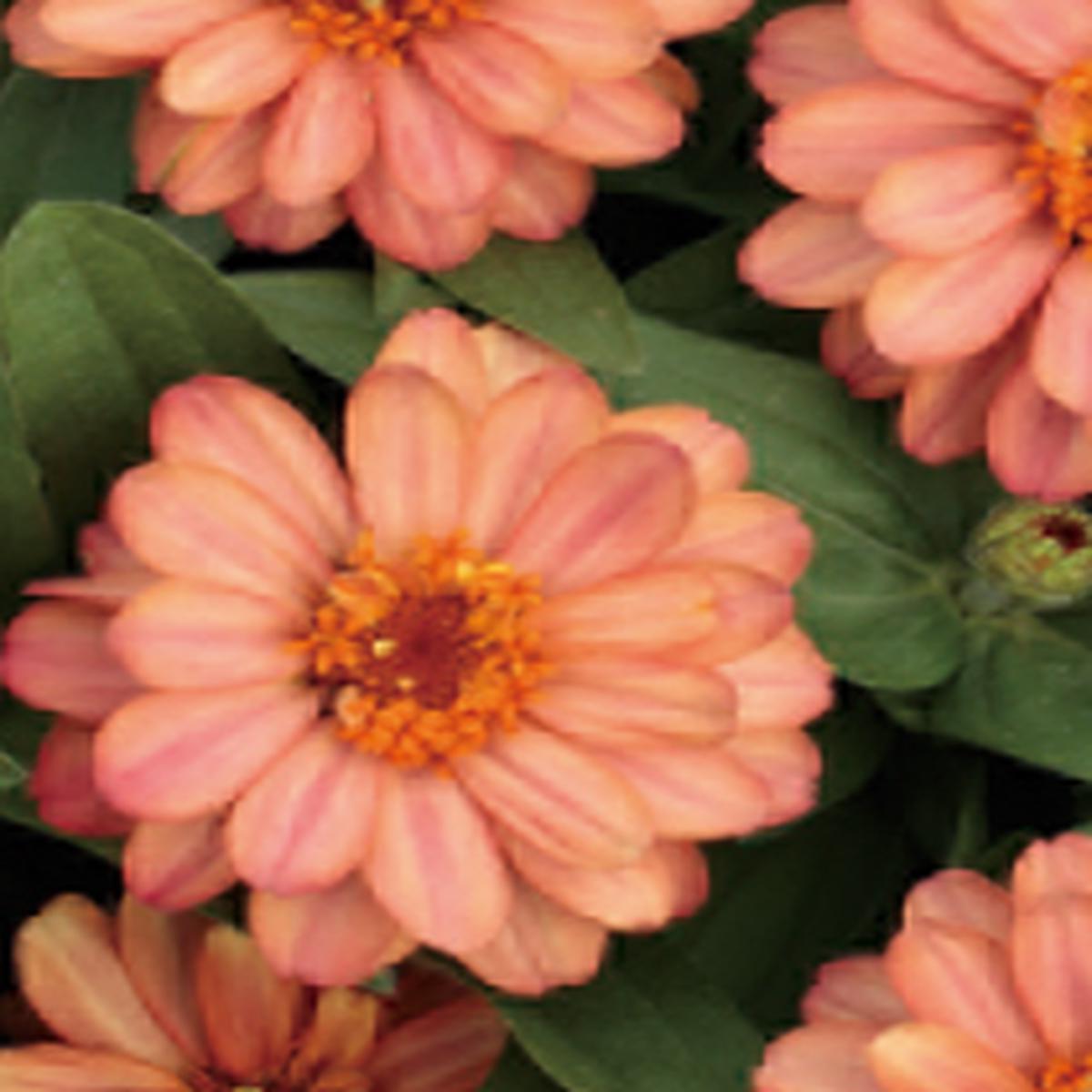 Zinnia x hybrida Profusion Double Deep Salmon