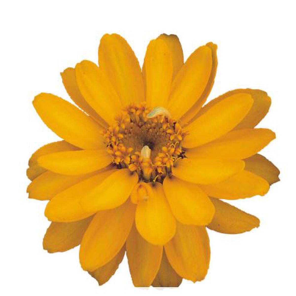 Zinnia x hybrida Profusion Double Golden