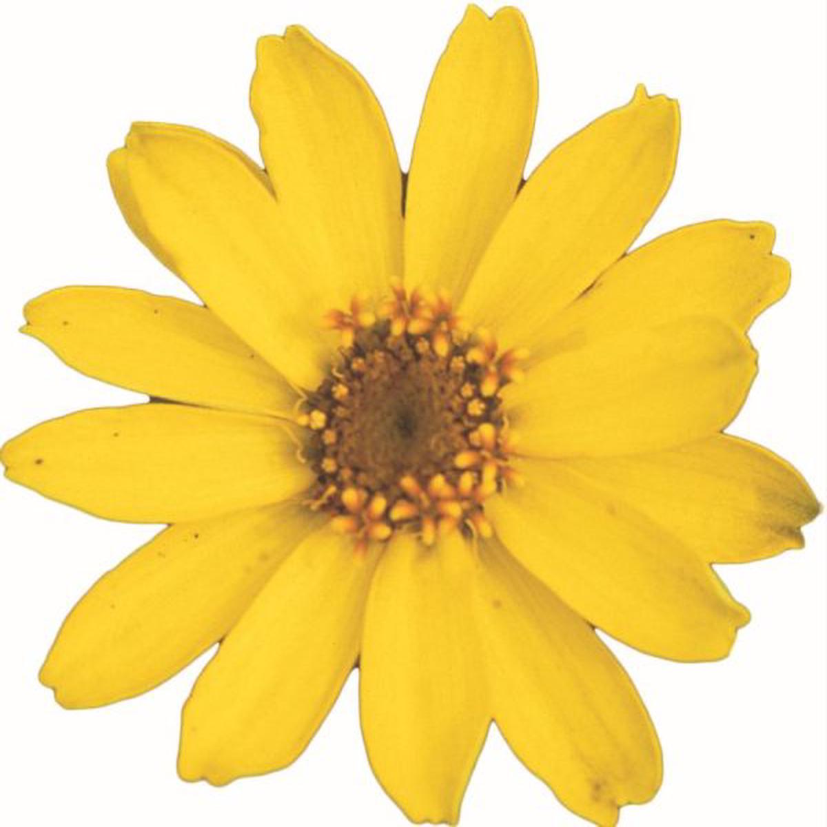 Zinnia x hybrida Profusion Yellow