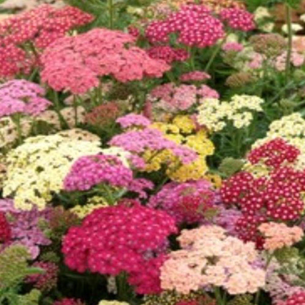 Achillea millefolium Summer Pastels Mix