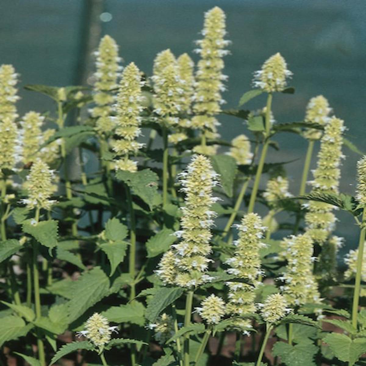 Agastache Liquorice White