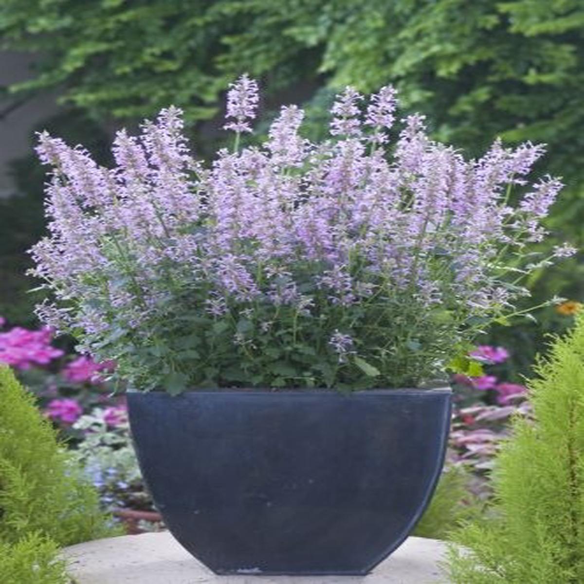 Agastache pallidiflora subsp neomexicana Rose Mint