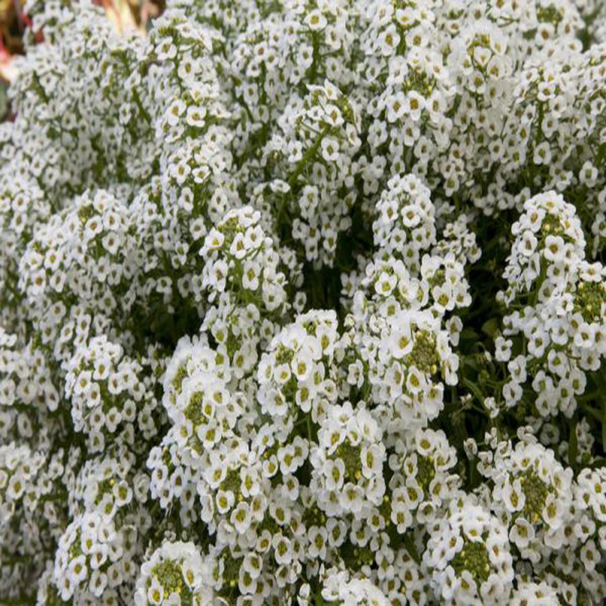 Alyssum (Lobularia) North Face White