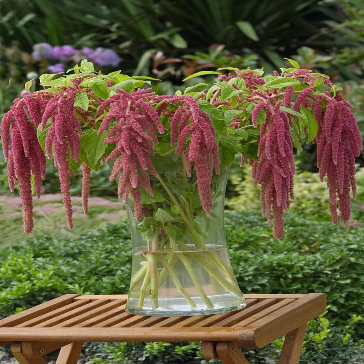 Amaranthus caudatus Coral Fountain