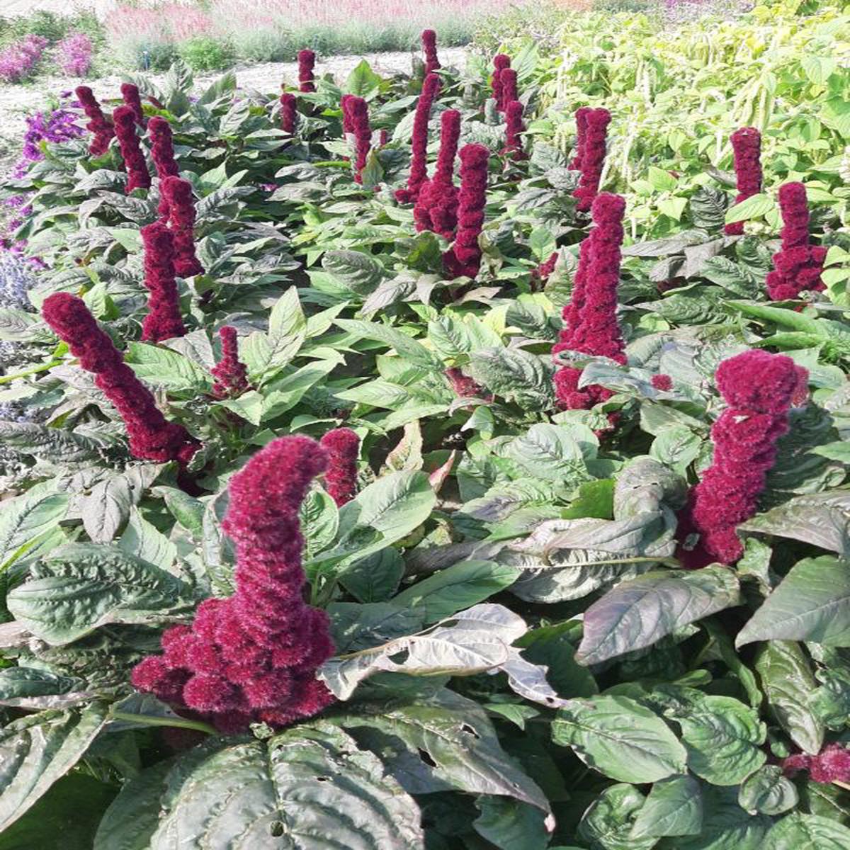 Amaranthus cruentus Red Tower