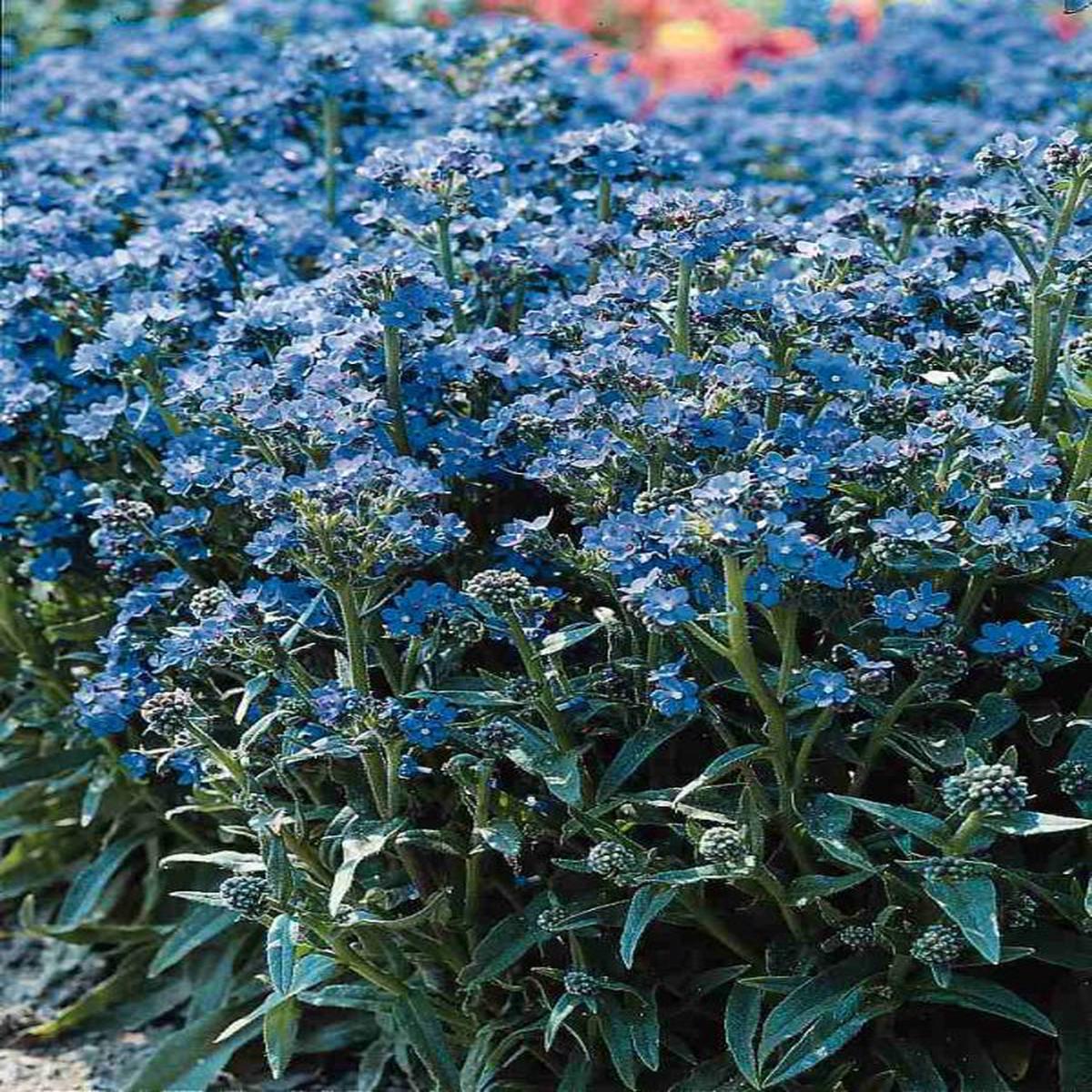 Anchusa capensis Blue Angel