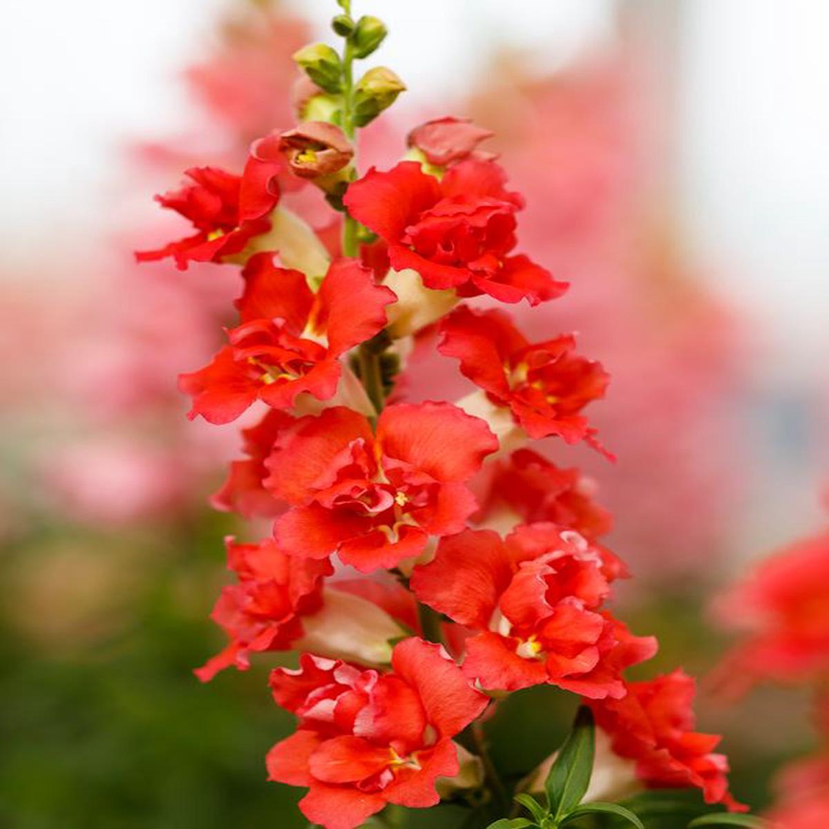Antirrhinum majus Doubleshot Orange Bicolor