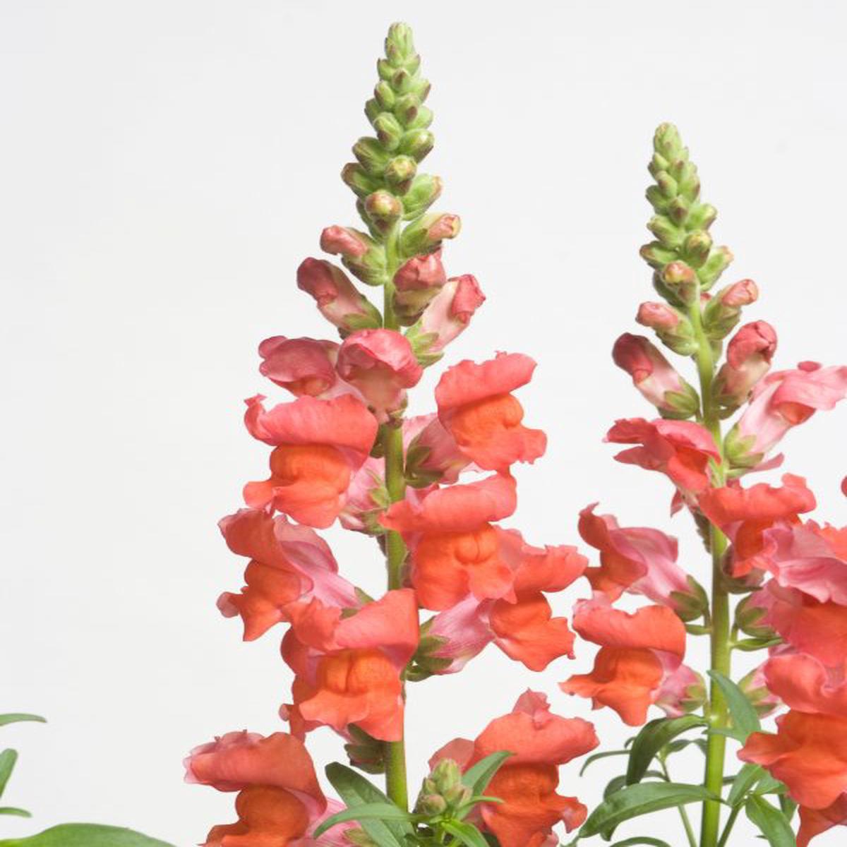Antirrhinum majus nanum Speedy Sonnet Bronze