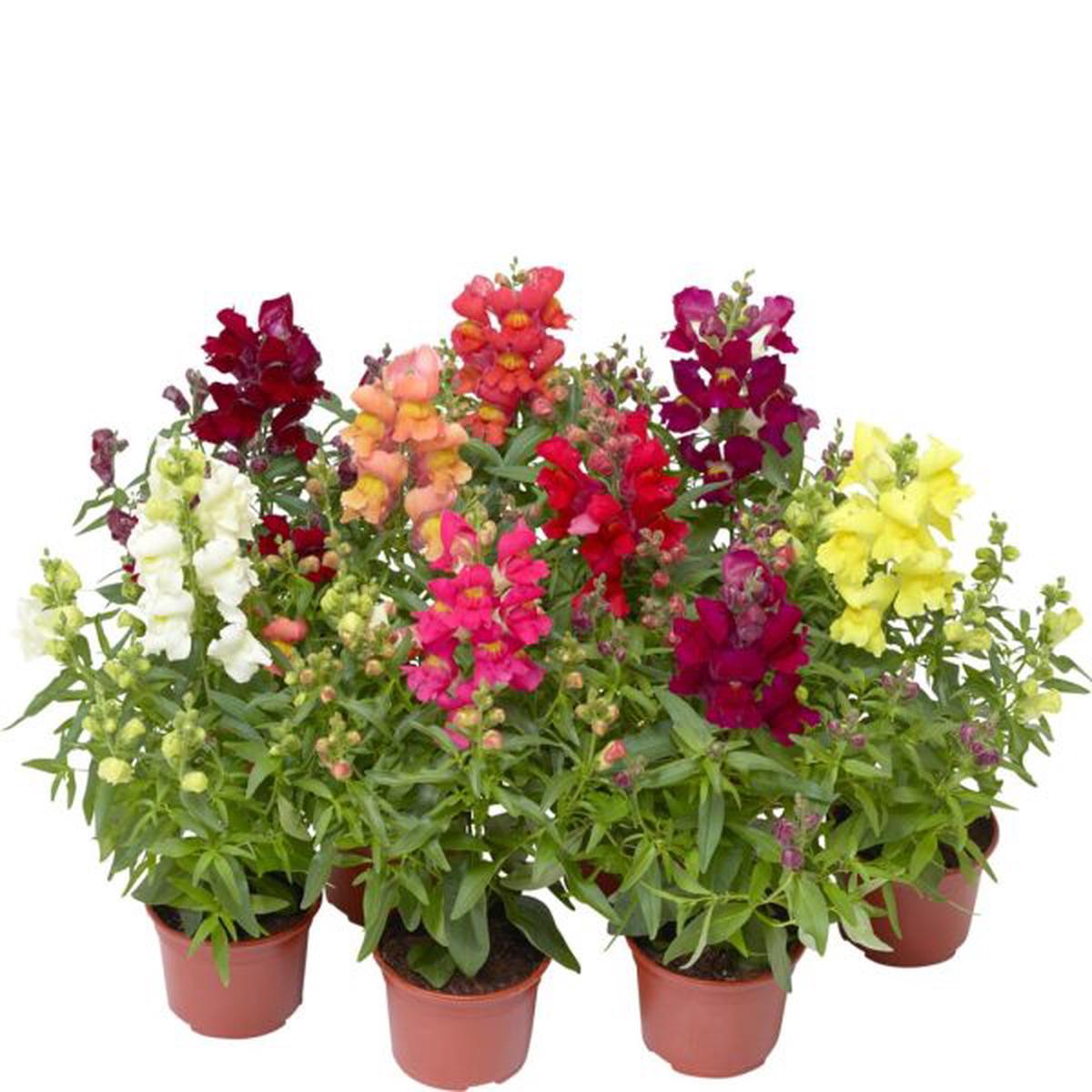 Antirrhinum majus Snaptini Mix