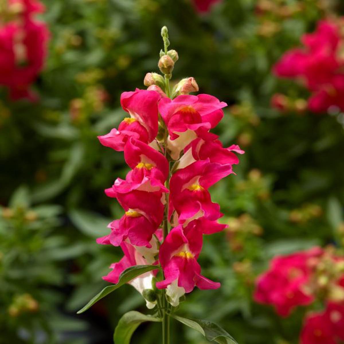 Antirrhinum majus Snaptini Rose Bicolor