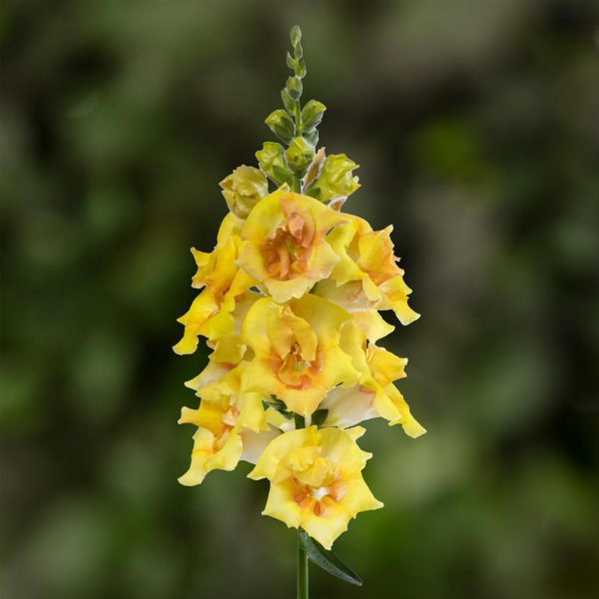 Antirrhinum majus Sweet Duet Citrus