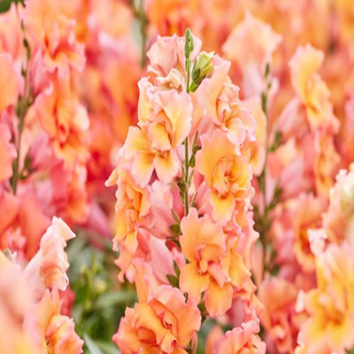 Antirrhinum majus Twinny Bronze Shades