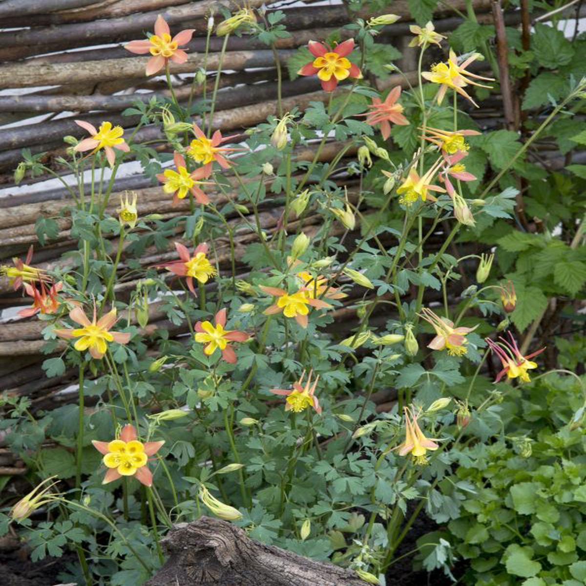 Aquilegia skinneri Tequila Sunrise