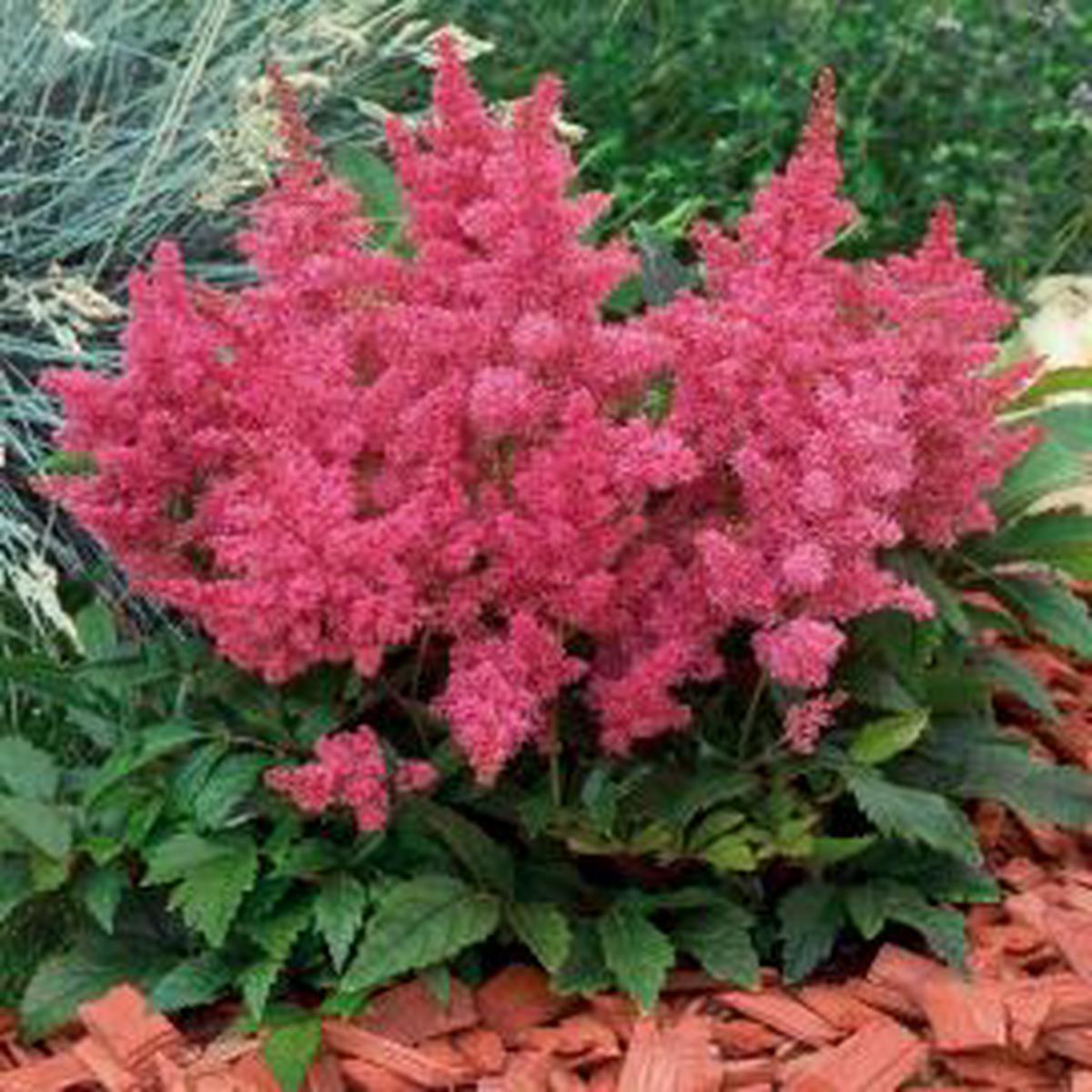 Astilbe arendsii Astary Rose (BeGreen Pellets)