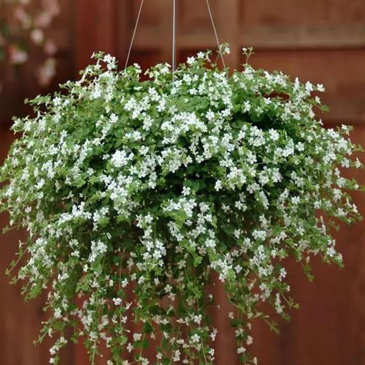 Bacopa (Sutera) cordata Snowtopia