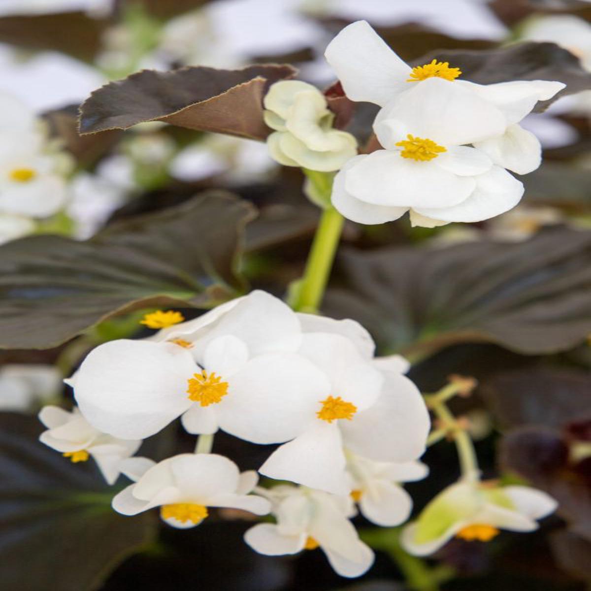 Begonia benariensis Big White With Bronze Leaf