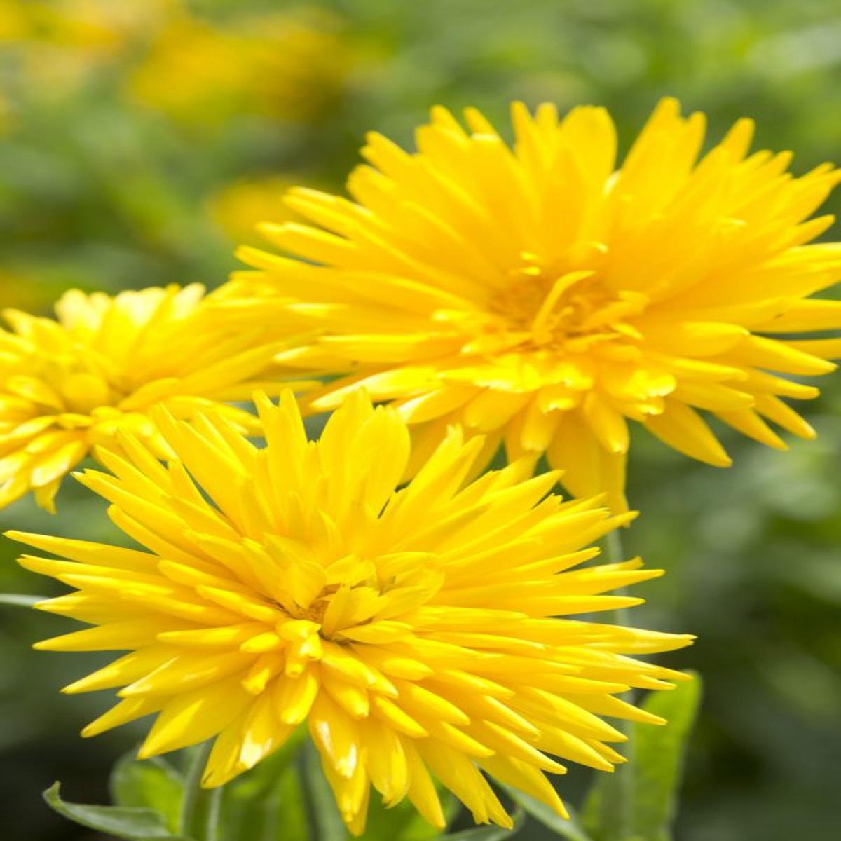 Calendula officinalis Porcupine Yellow
