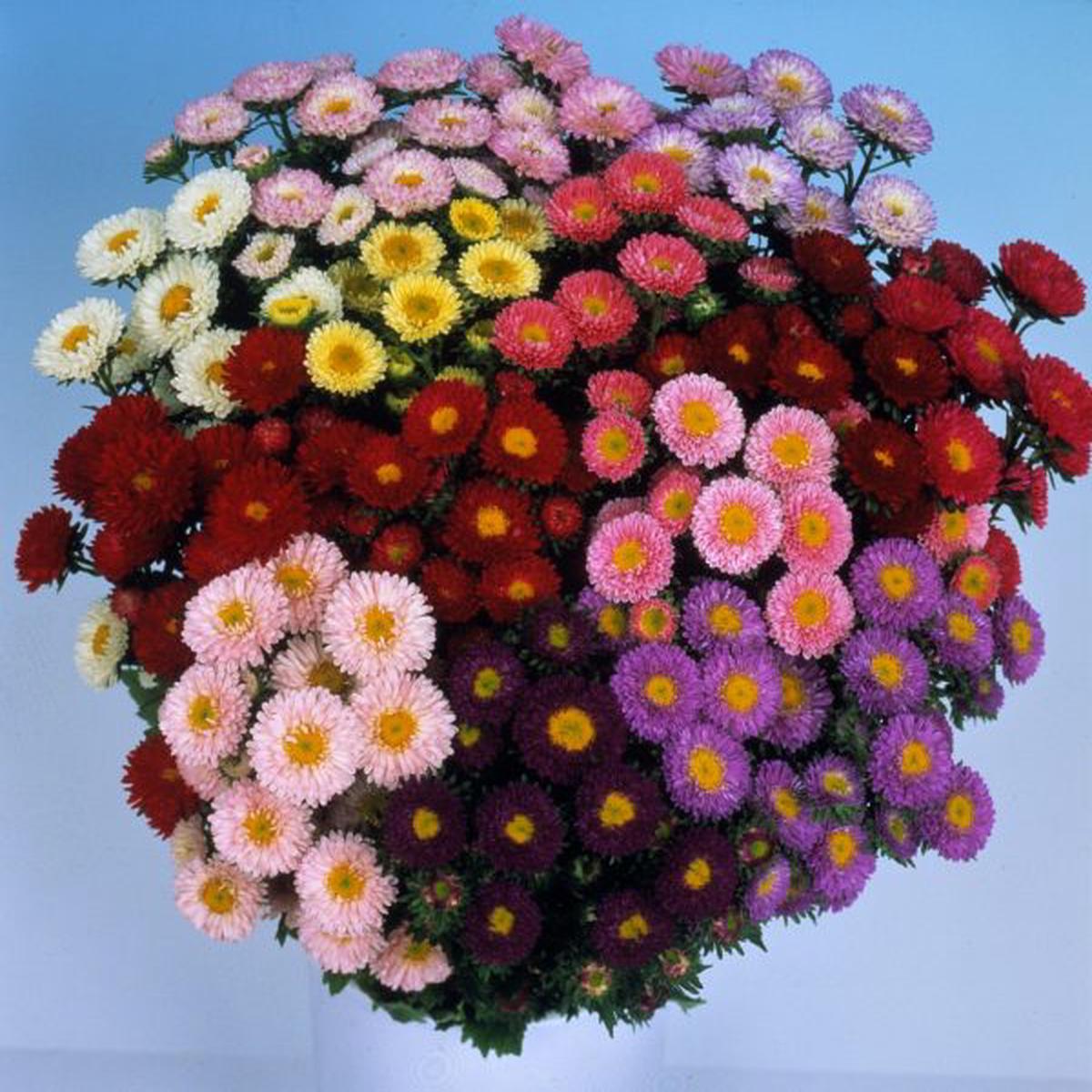 Callistephus (Aster) chinensis Matsumoto Formula Mix