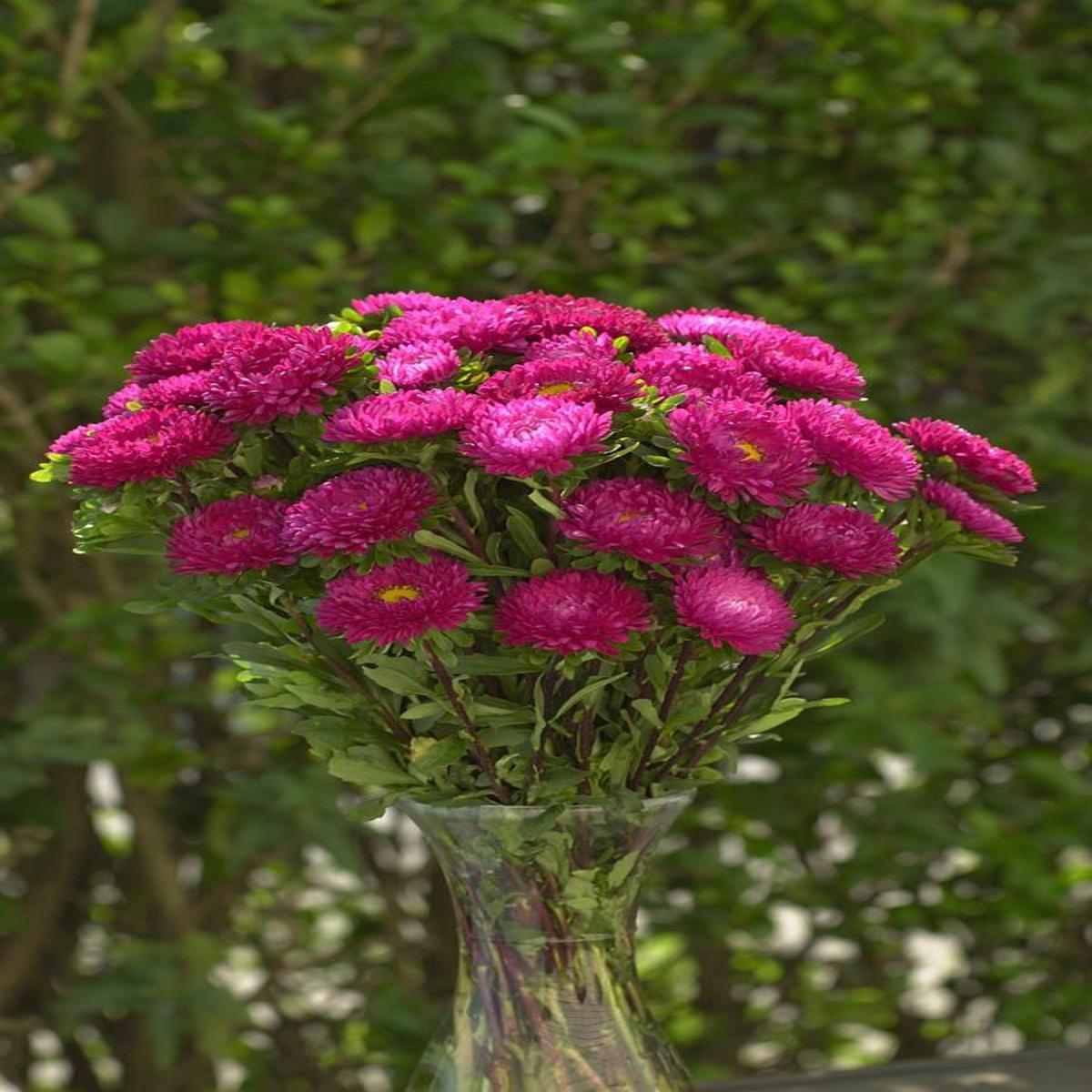 Callistephus (Aster) chinensis Matsumoto Rose