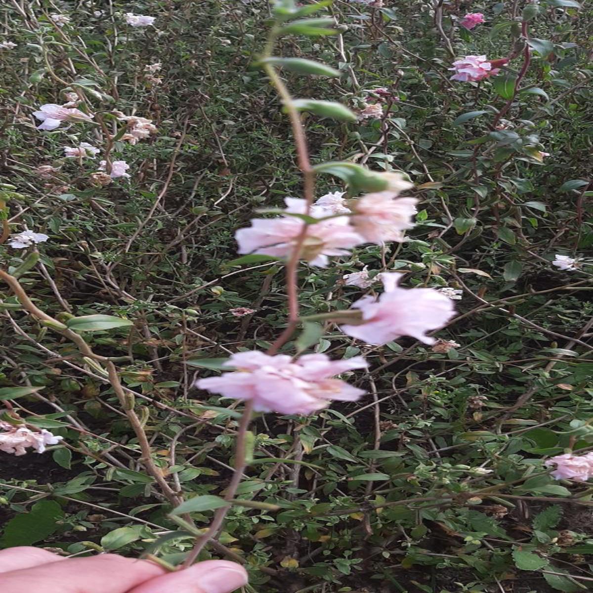 Clarkia unguiculata Appleblossom