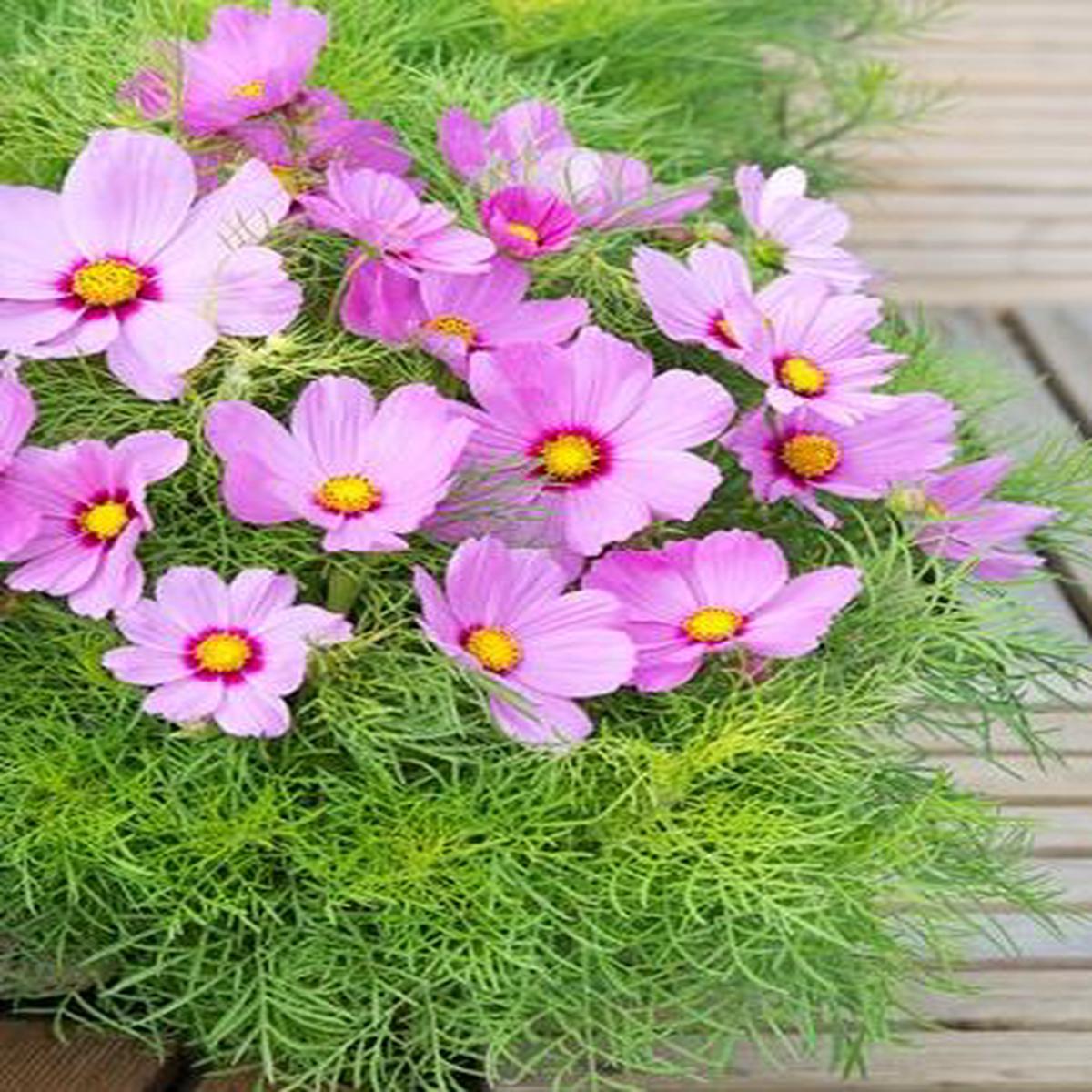 Cosmos bipinnatus Candyfloss Pink Sunrise
