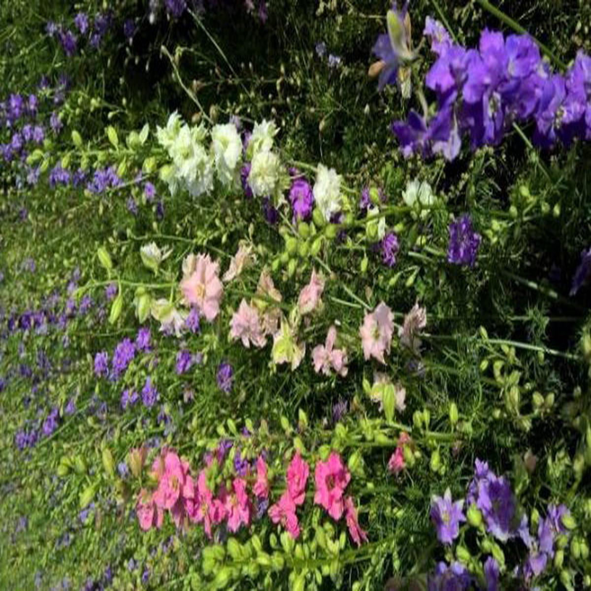 Delphinium consolida Qis Formula Mix