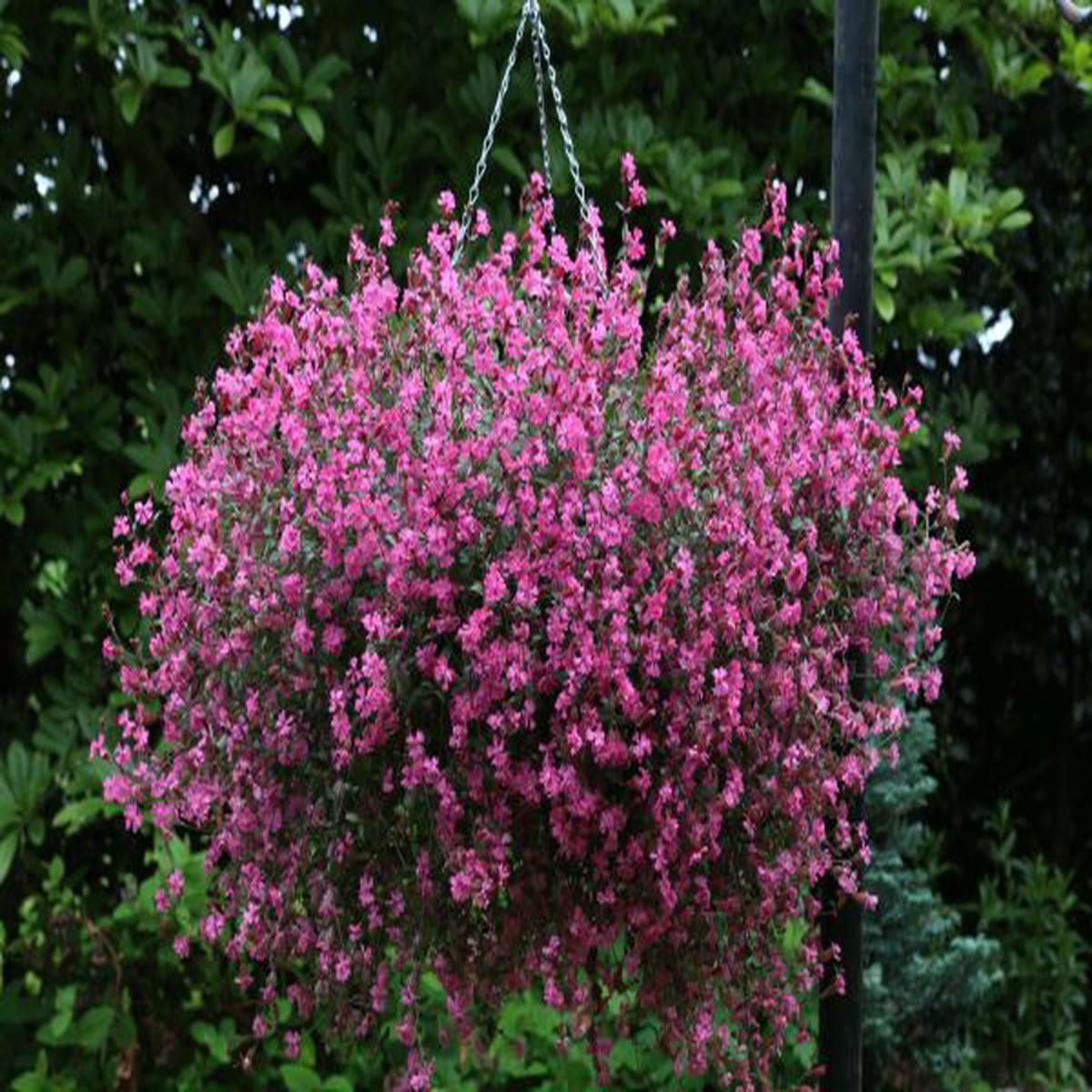 Silene pendula Sibella Carmine