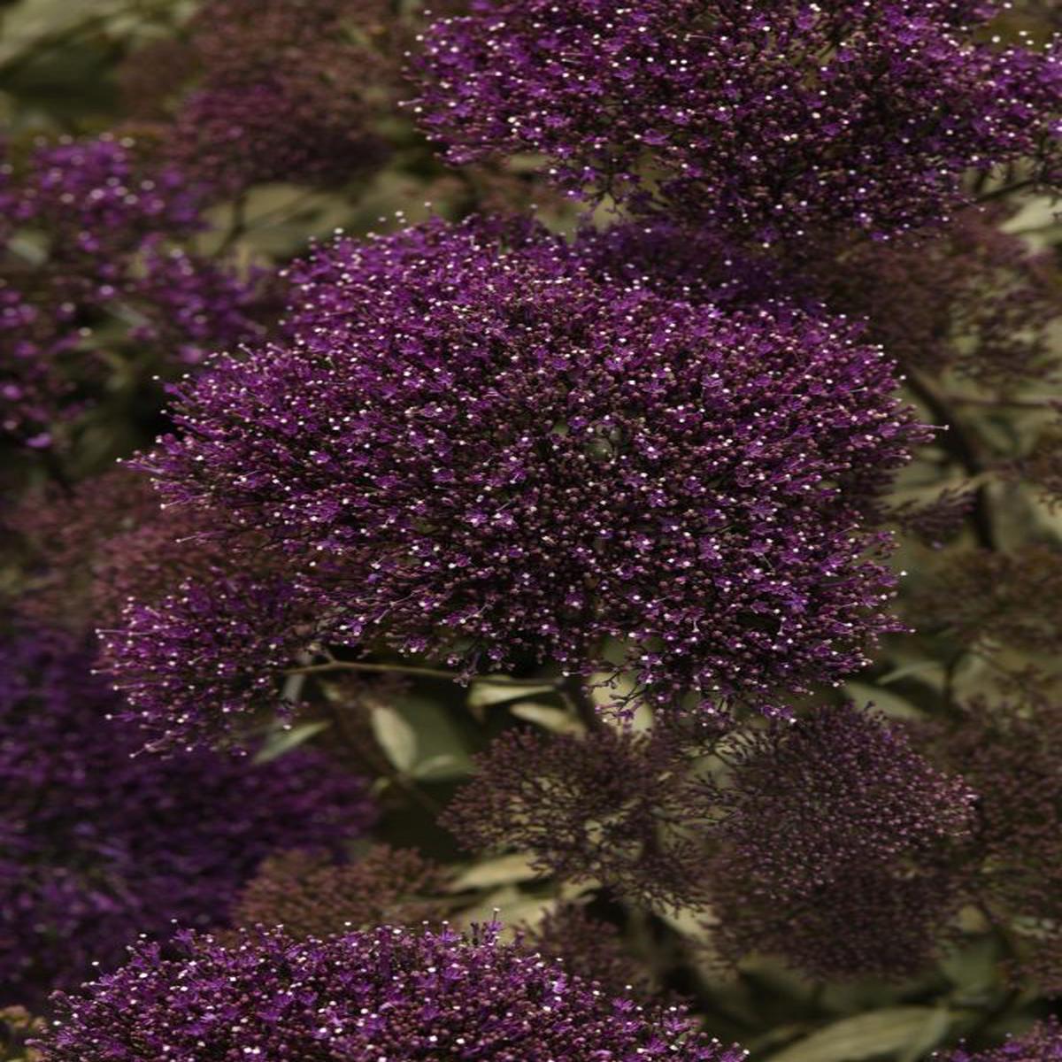 Trachelium caeruleum Lake Forest Purple