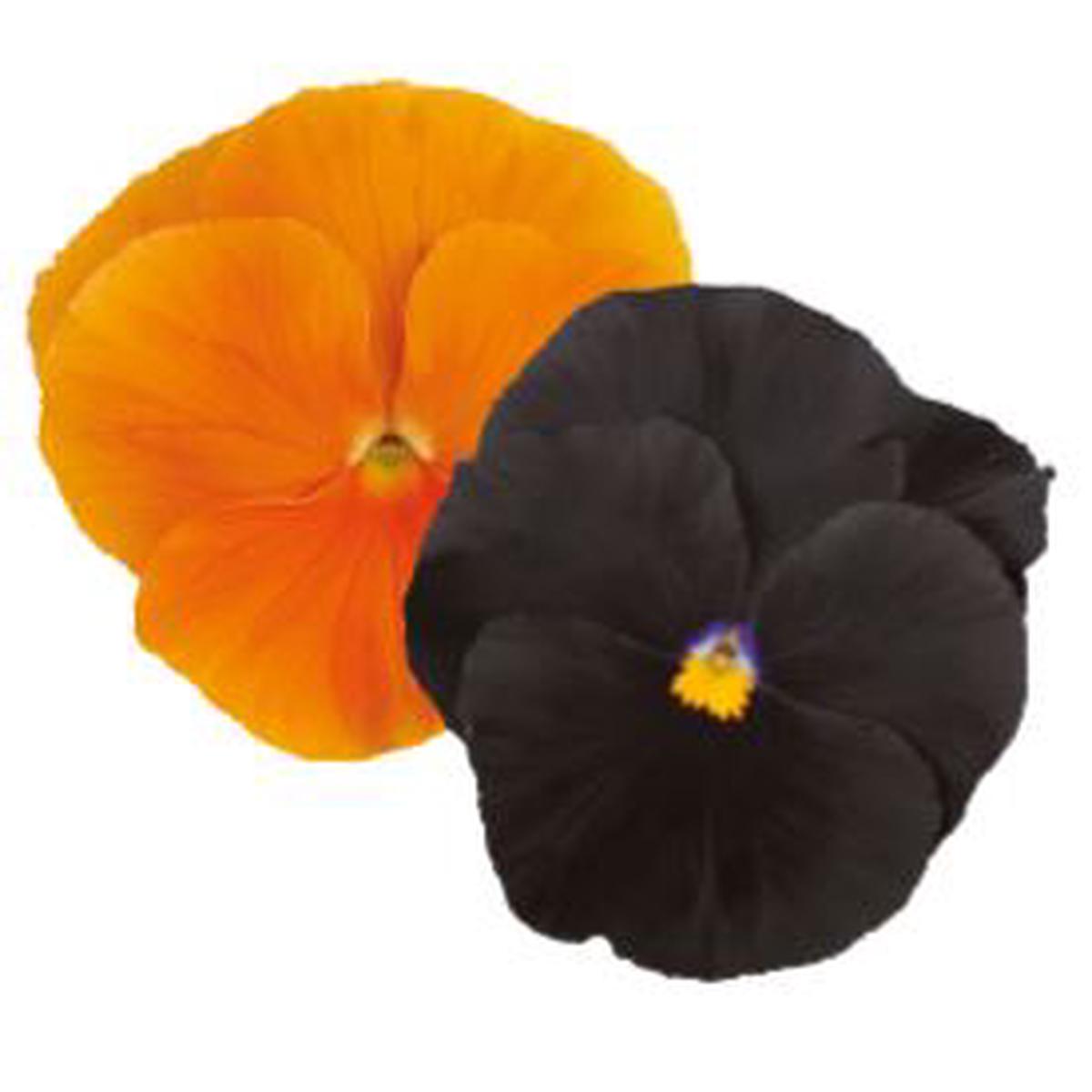 Viola wittrockiana Inspire Plus Lantern Mix (BeGreen)