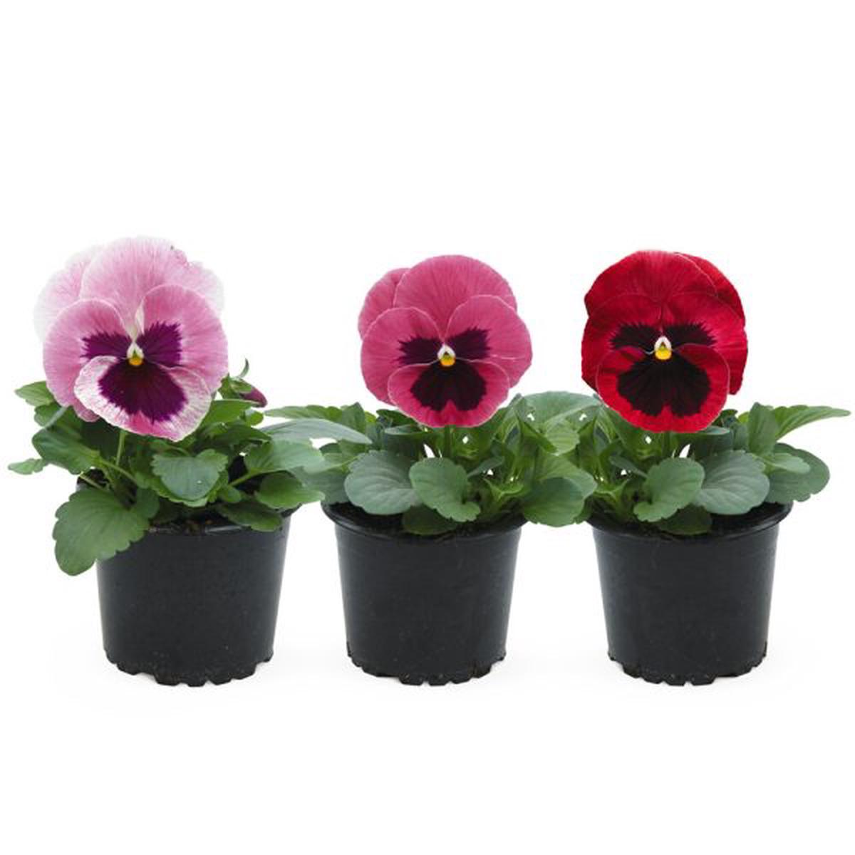 Viola wittrockiana Inspire Plus Pink Shades