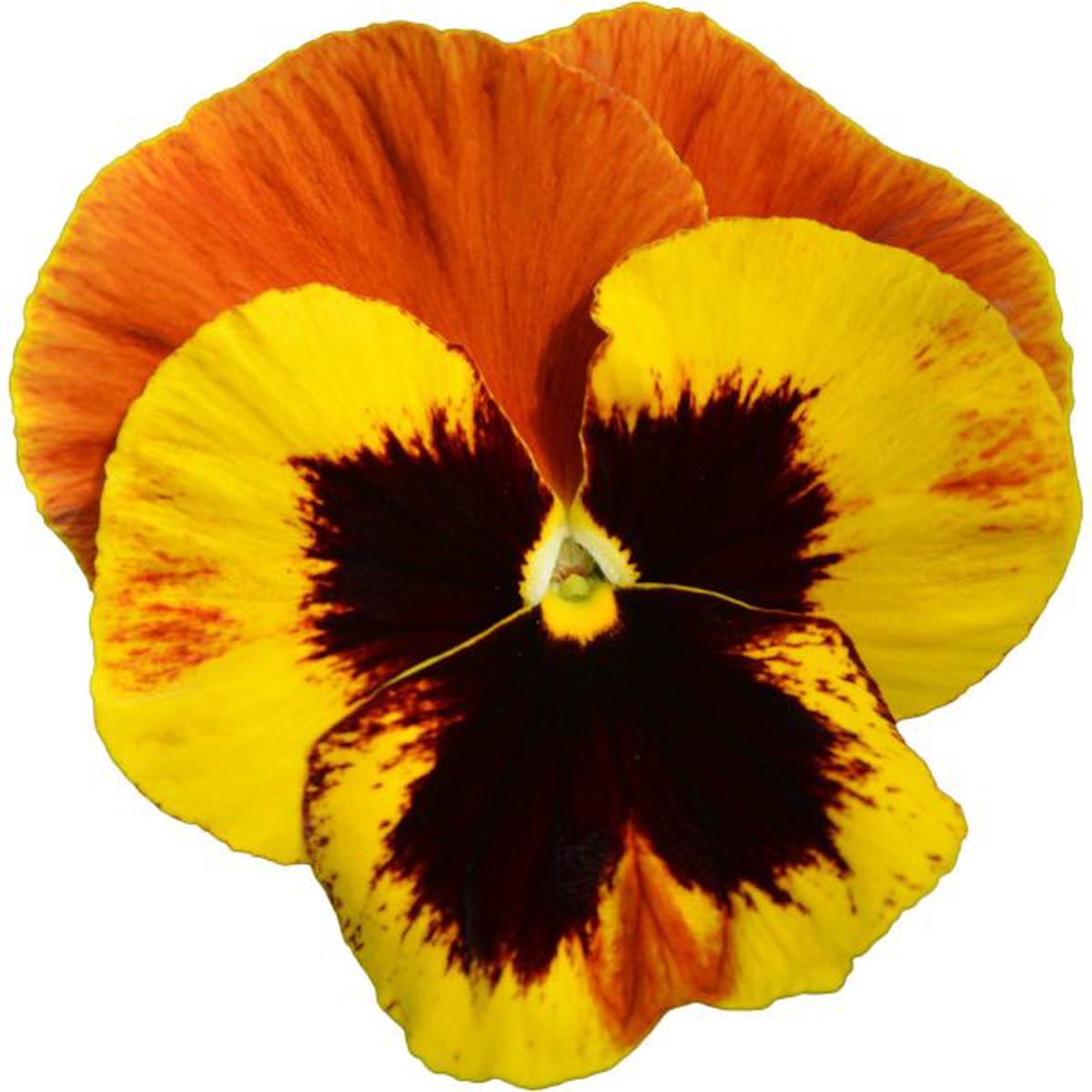 Viola wittrockiana Power Fire