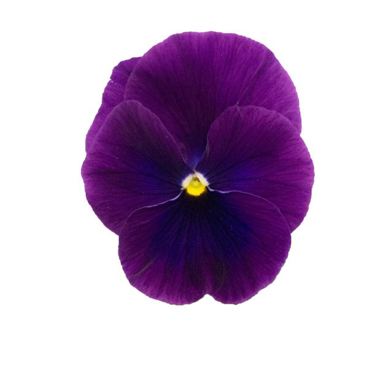 Viola wittrockiana Premier Clear Purple