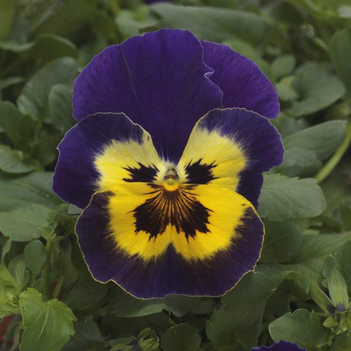 Viola wittrockiana Top Wave Purple Sunburst