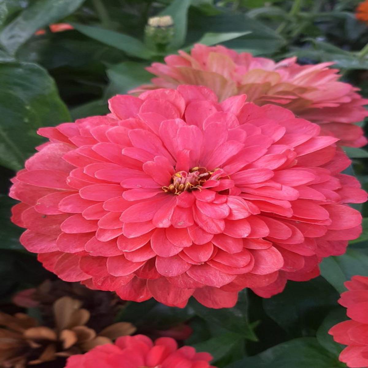 Zinnia elegans Benarys Giant Coral