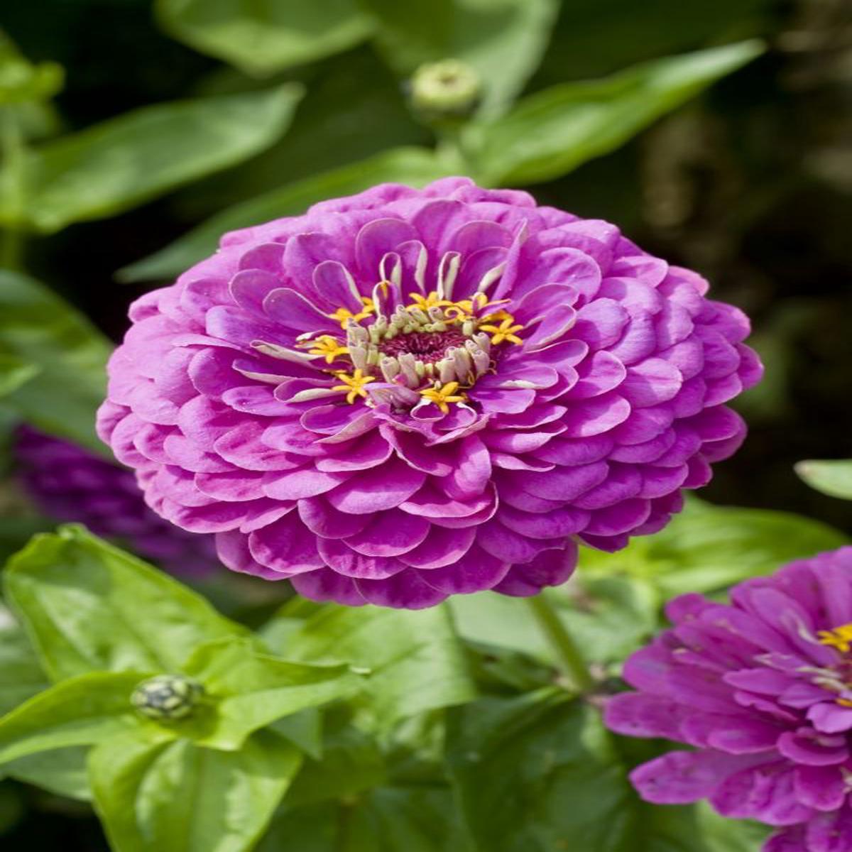 Zinnia elegans Dahlia-flowered Purple Prince