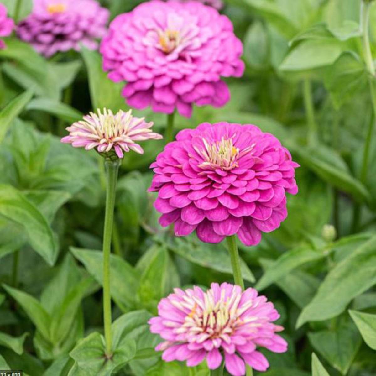 Zinnia elegans Dream