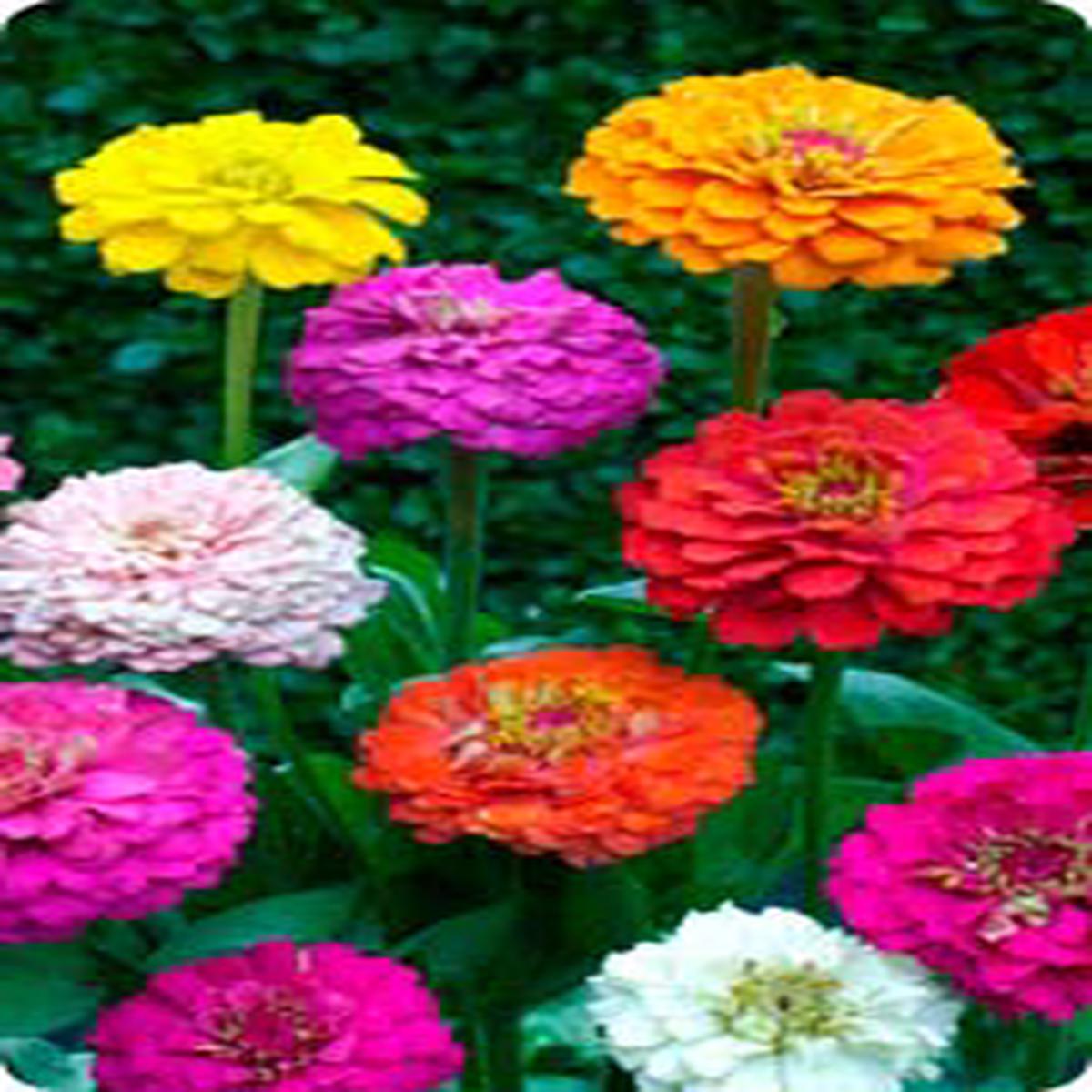 Zinnia elegans pumila floraplena Mix