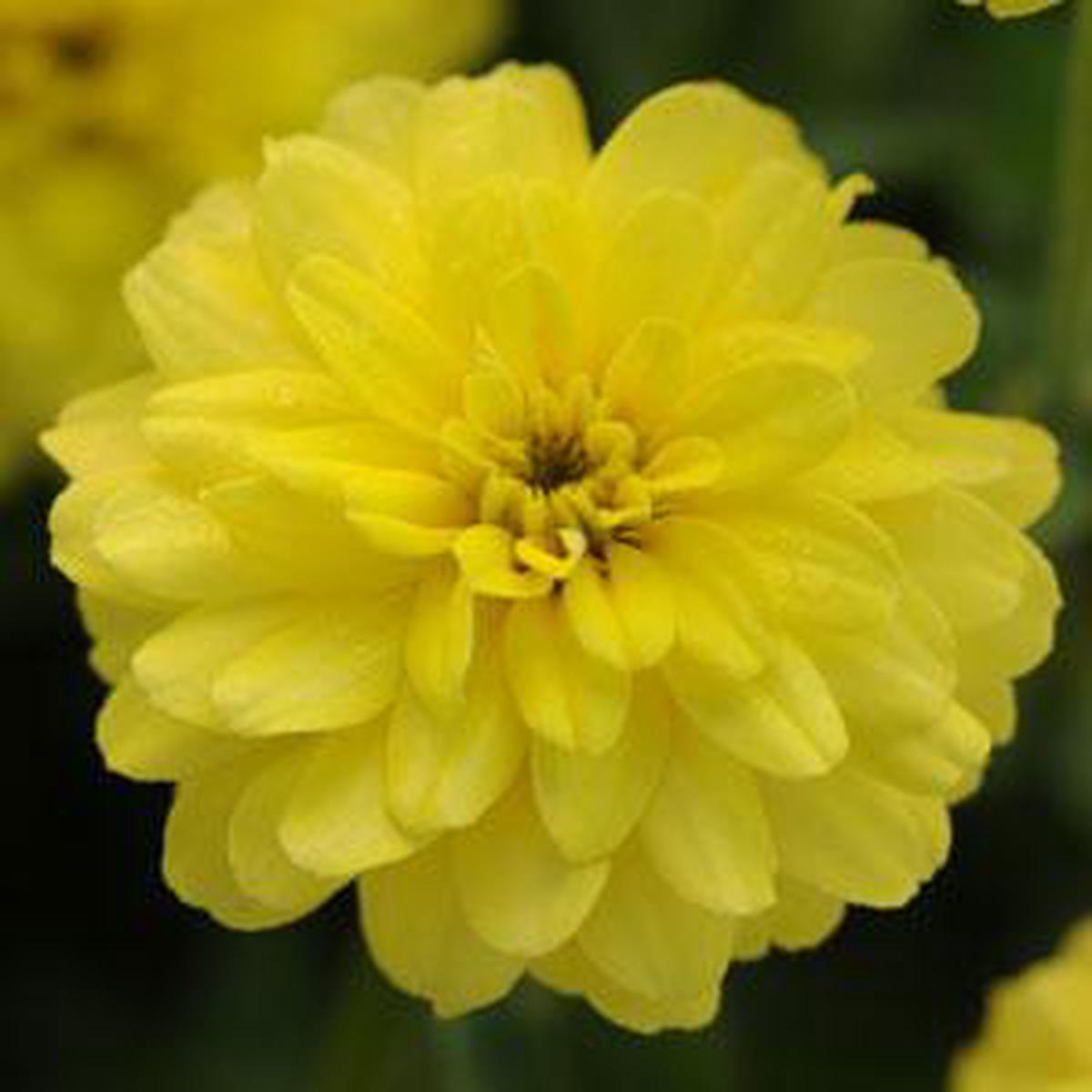 Zinnia marylandica Zahara Double Yellow