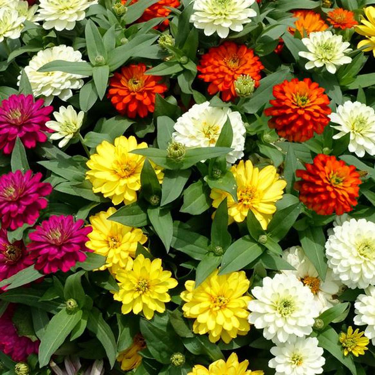 Zinnia marylandica Zydeco Mix