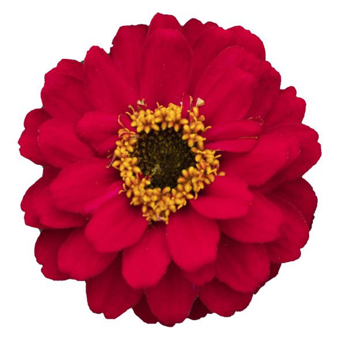 Zinnia x hybrida Profusion Double Red