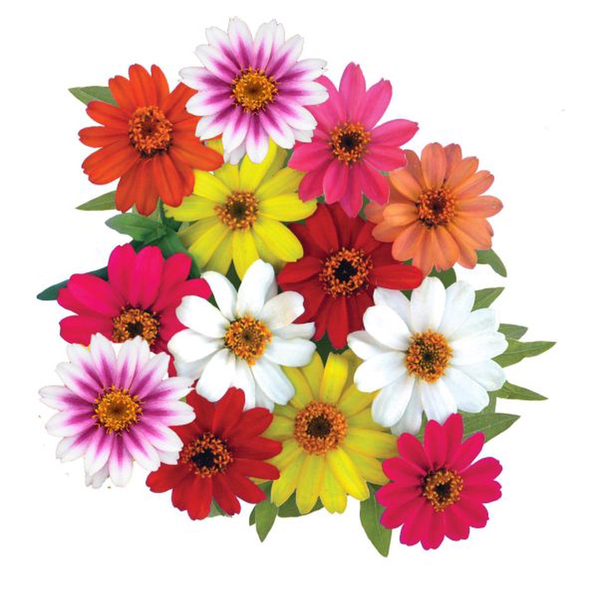 Zinnia x hybrida Profusion Single Mix